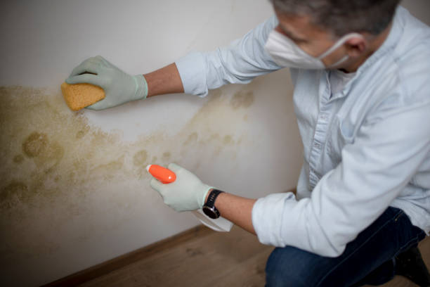 Best Toxic Mold Removal  in Chico, CA
