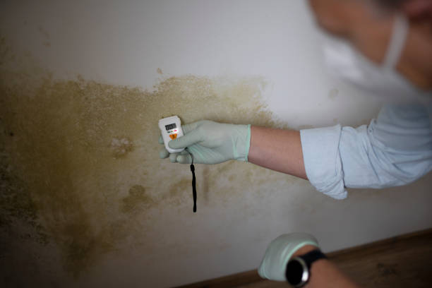 Best Mold Testing  in Chico, CA