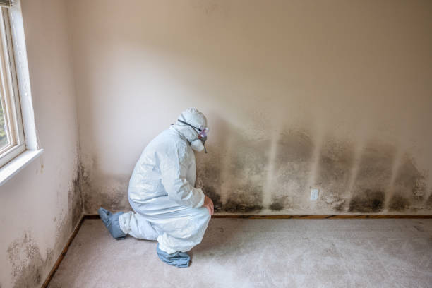 Best Mold Testing  in Chico, CA