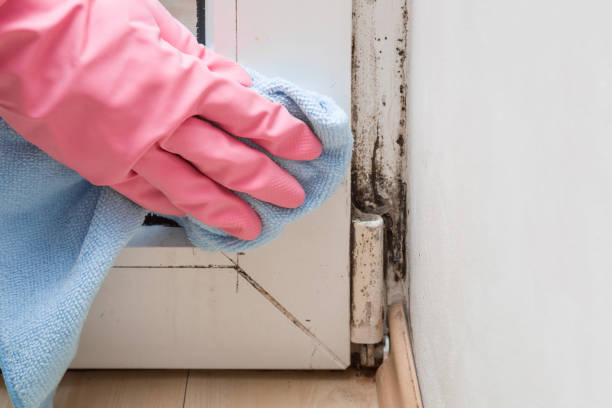 Best Office Mold Removal Services  in Chico, CA